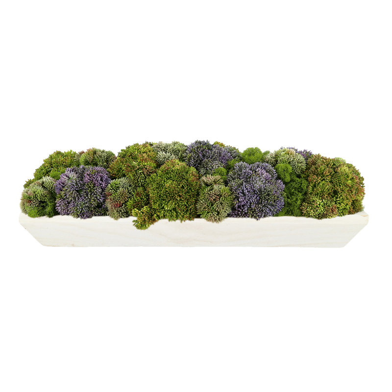 Assortiment de fleurs de Sedum et de mousse Kallas, Vert / mauve