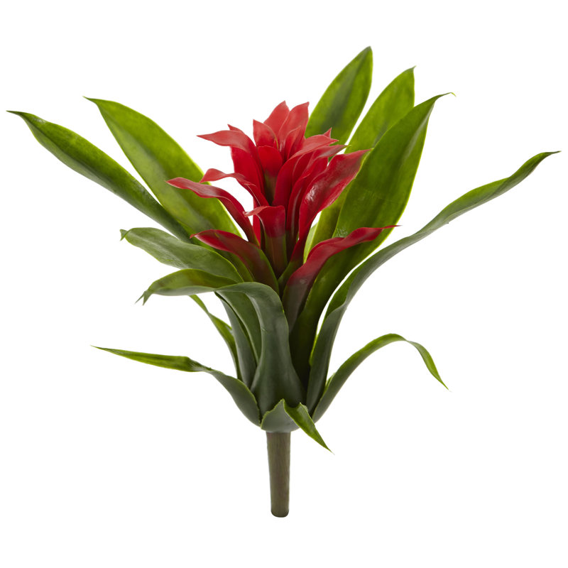 Tiges de bromeliad, Rouge