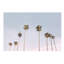 Photographie « california trees »-43719360-43719355