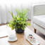 Artificial Plant