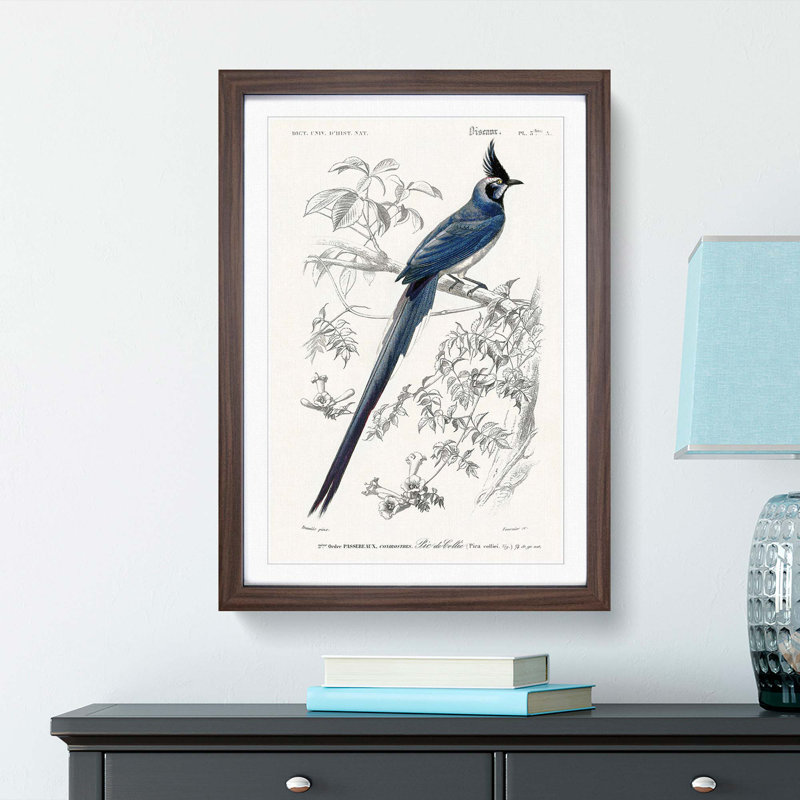 Magpie-Jay Bird by Charles d Orbigny - Framed Print, 65cm H x 48cm W x 2cm D, Walnut Framed