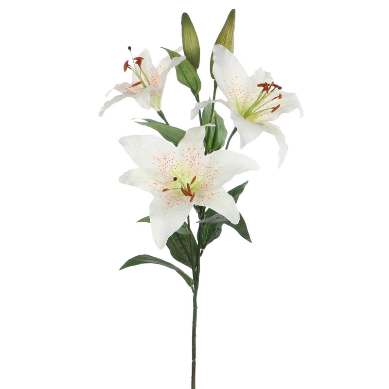 Lelie 75cm Plant, Cream