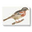 Bullfinch by Johan Teyler - Wrapped Canvas-55362897