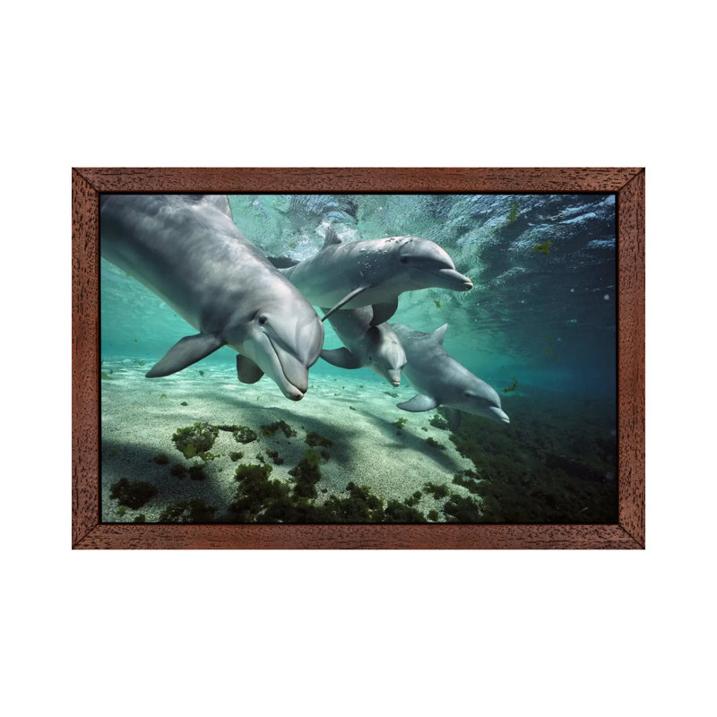 Bottlenose Dolphin Pod, Hawaii - Print on Canvas, 101.6 cm H x 66.04 cm W, Brown Floater Framed