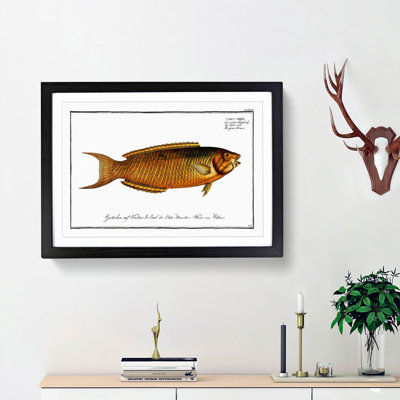 Green Wrasse Fish by M.E. Bloch - Picture Frame Painting Print