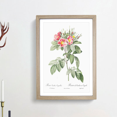 Pasture Rose in Pink by Pierre-Joseph Redoute - Picture Frame Painting Print