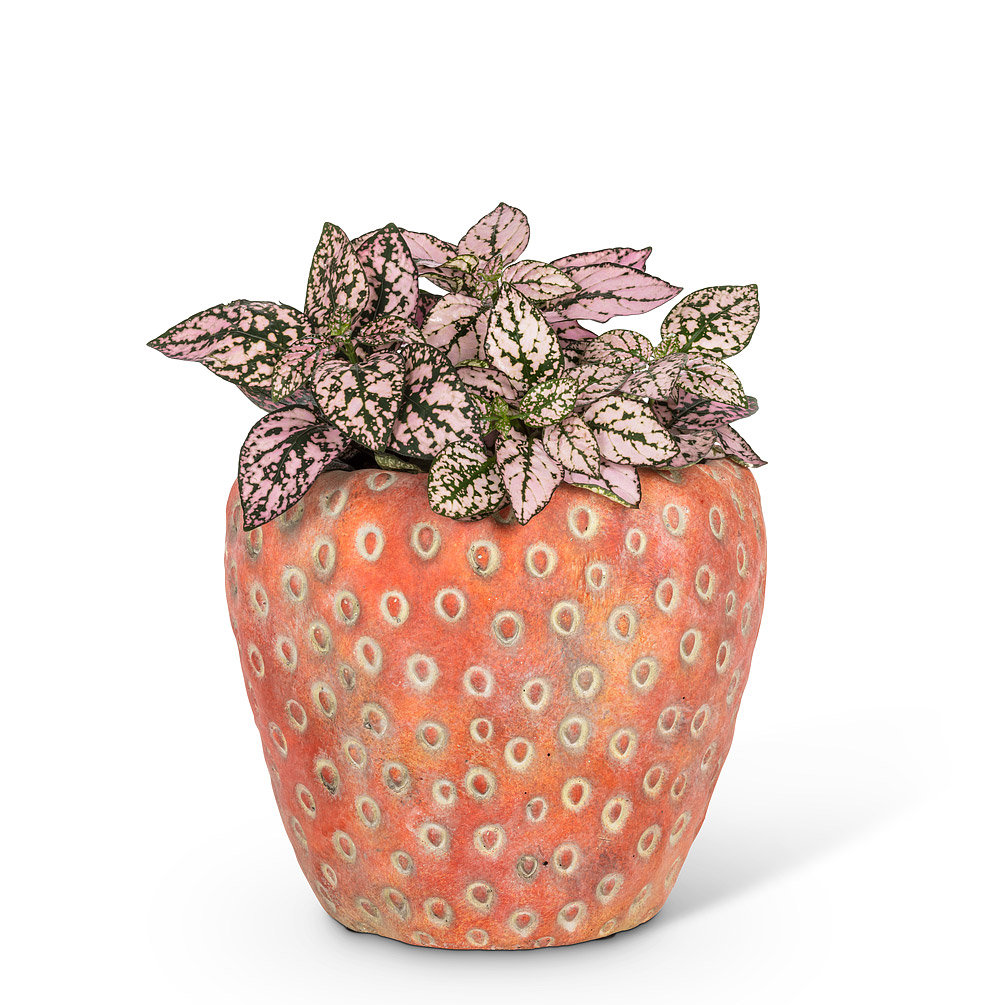 Harwinton Cachepot Rosalind Wheeler