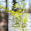 Echo Lake Hurricane-130613640