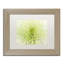 « lime light spider mum », reproduction de photo sur toile encadrée-32709828-32709831