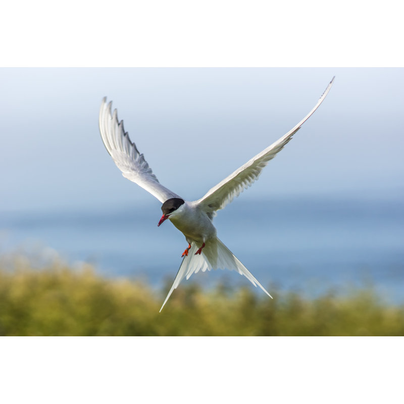 Arctic Tern - Wrapped Canvas Print, 51cm H x 76cm W x 3.8cm D