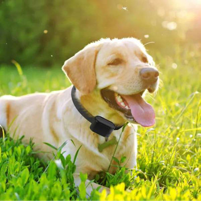 Récepteur de collier de confinement pour chien avec support pour chien