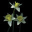 Trio des las trompetas, reproduction de photo sur toile tendue-18516696-74413845-74413837