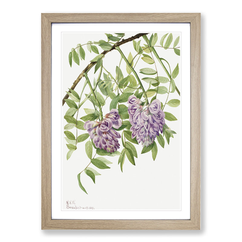 American Wisteria by Mary Vaux Walcott - Picture Frame Graphic Art, Oak Framed, 36cm H x 27cm W x 2cm D