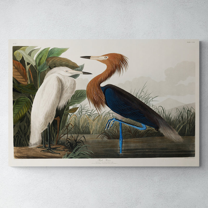 Purple Heron (1827) by John Audubon - Wrapped Canvas Print, 81cm H x 117cm W