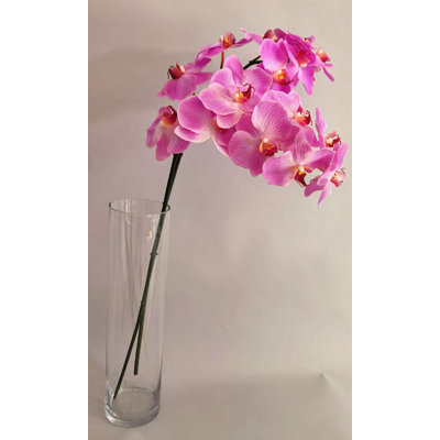 ORCHIDÉE FRESH-TOUCH NAT.TCH PHA. X8F 31 po