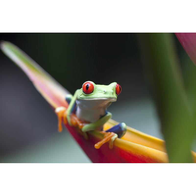 " Red Eyed Frog " by Carlosdiazgar, 8" H x 12" W x 1.25" D