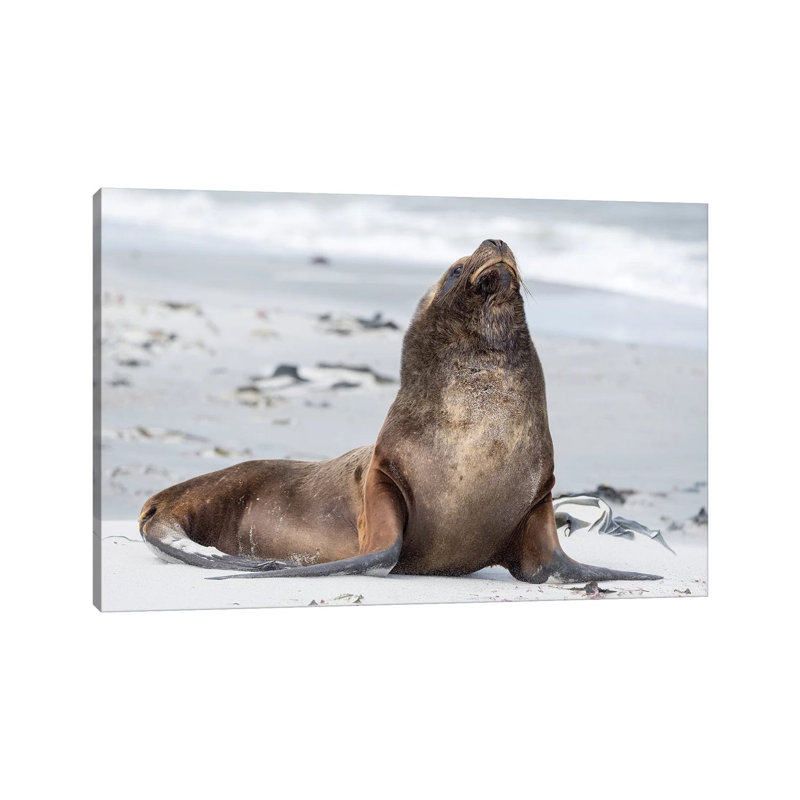 Young South American Sea Lion Bull On Sandy Beach, Falkland Islands. by Martin Zwick - Wrapped Canvas Print