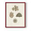Knorr Shells & Coral VIII, reproduction encadrée - bois massif-291340581-291340584
