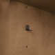 Eris 42 in. Single Sink Bathroom Vanity in Macchiato