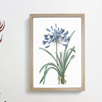 African Lily Flowers by Pierre-Joseph Redoute - Single Picture Frame Painting