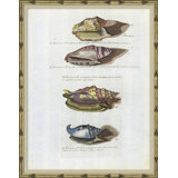 Seashells Giclee Print by Isabelle De Borchgrave