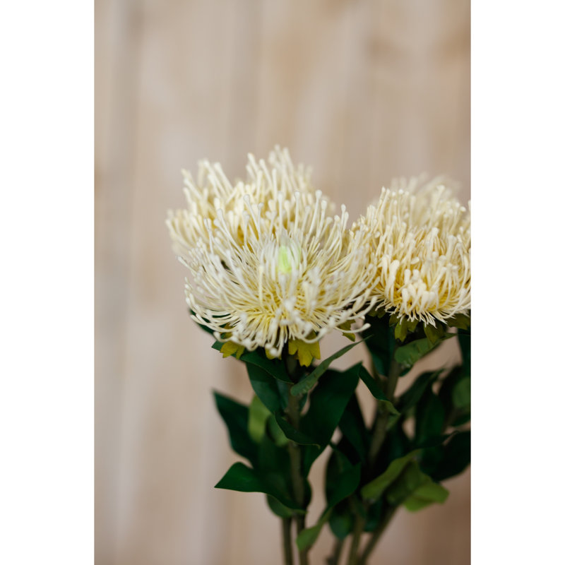 Anastasija Arrangement, Cream