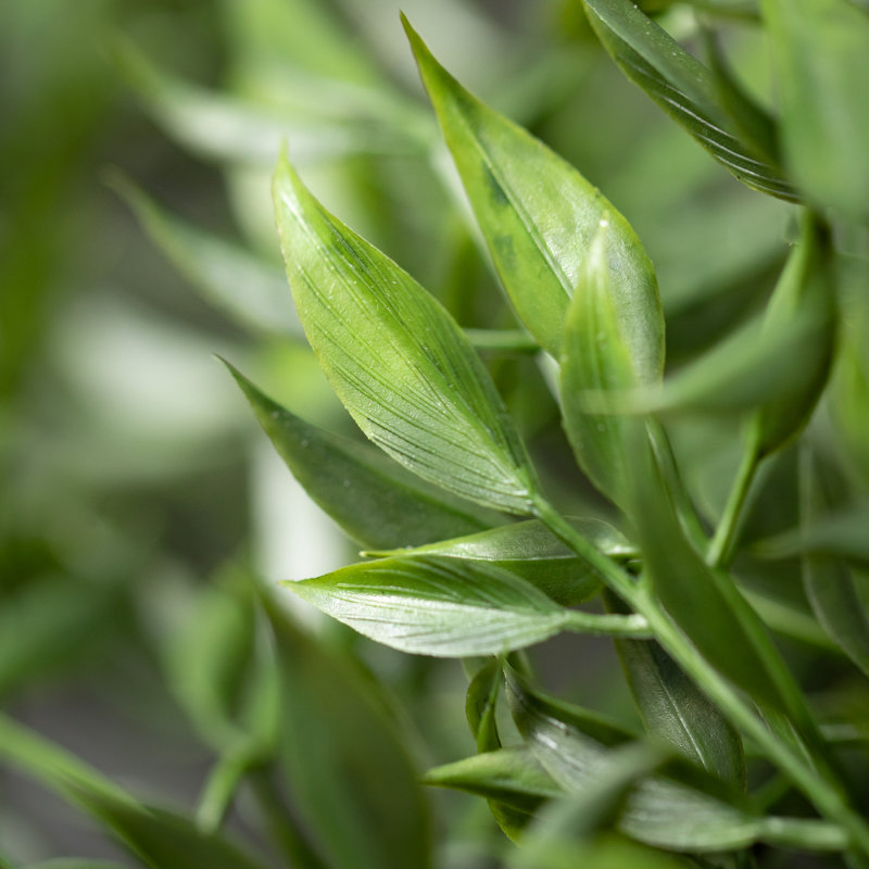Quiller Draping Ruscus