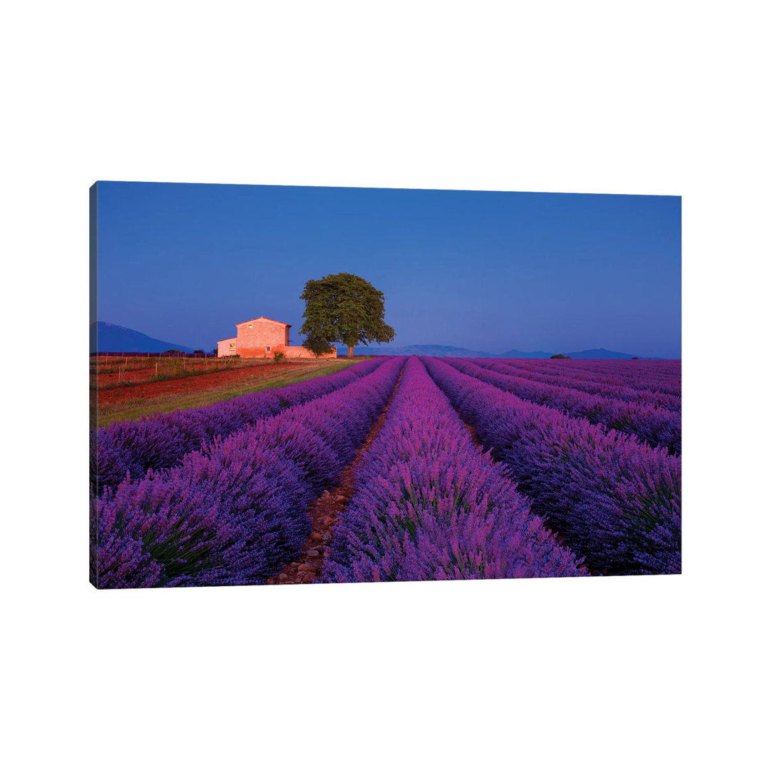 France, Provence. Lavender Field In The Valensole Plateau. by Jaynes Gallery - Wrapped Canvas Print