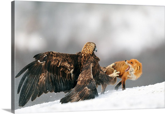 Reproduction de photo sur toile Golden Eagle and Red Fox, H 32 po x l 48 po x P 1,25 po