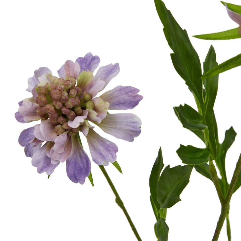 Anastasija Arrangement, Purple