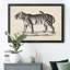 Brodtmann mâle tigre - cadre photo, reproduction d'art sur toile-783364882-783364885