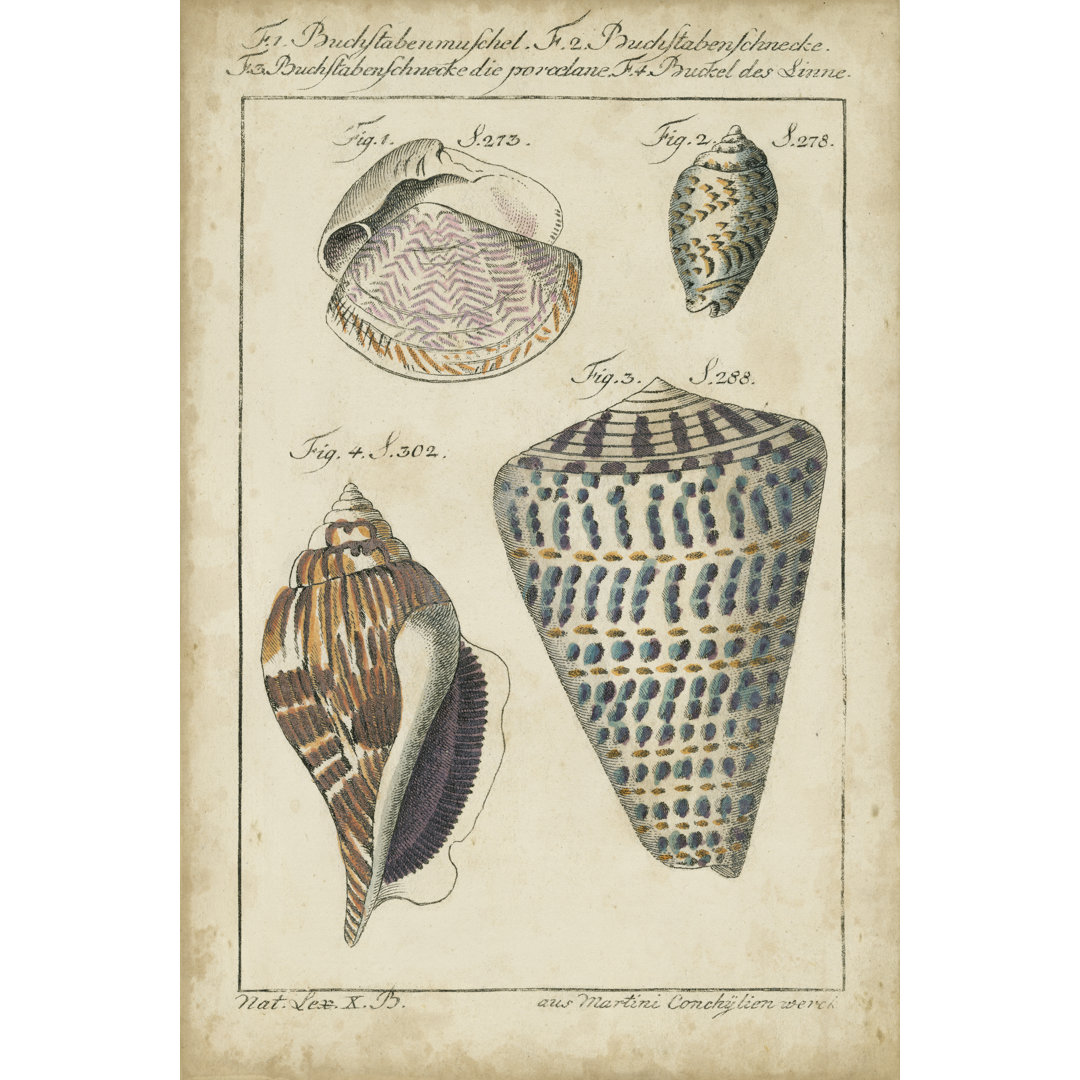 Leinwandbild Vintage Shell Study II (U)