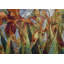 Beauties-Big Wall Hanging-1299224214
