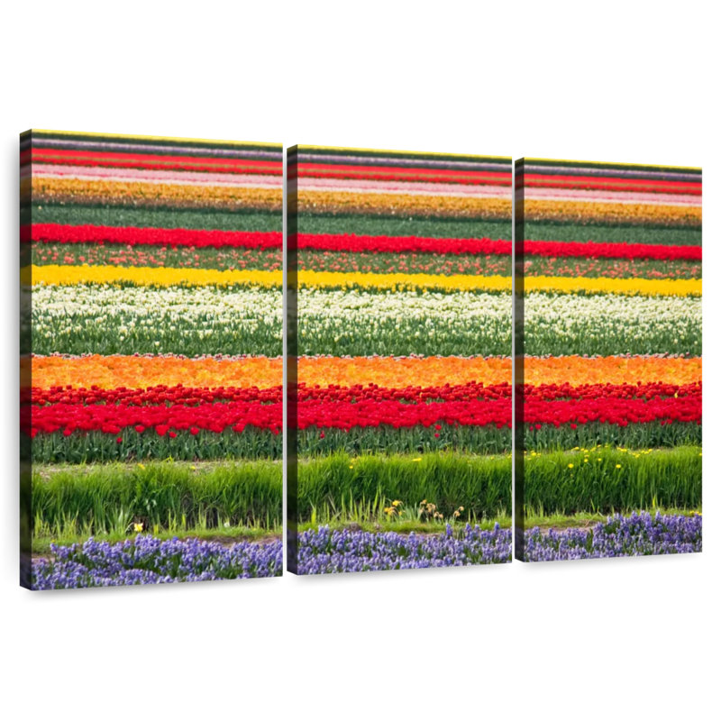 Rorry Bollenstreek Tulips, 42" H x 65" W