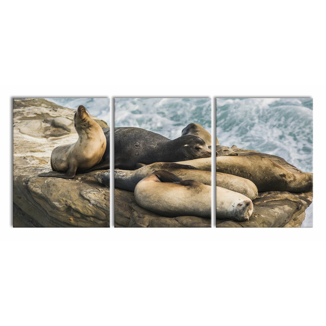 3-tlg. Leinwandbilder-Set Sea Lions in a Bay