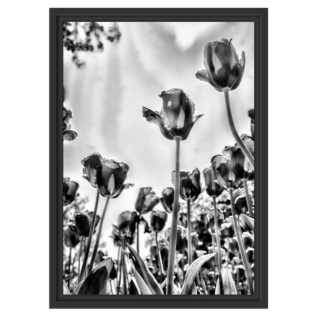 Gerahmtes Poster Tulip Field