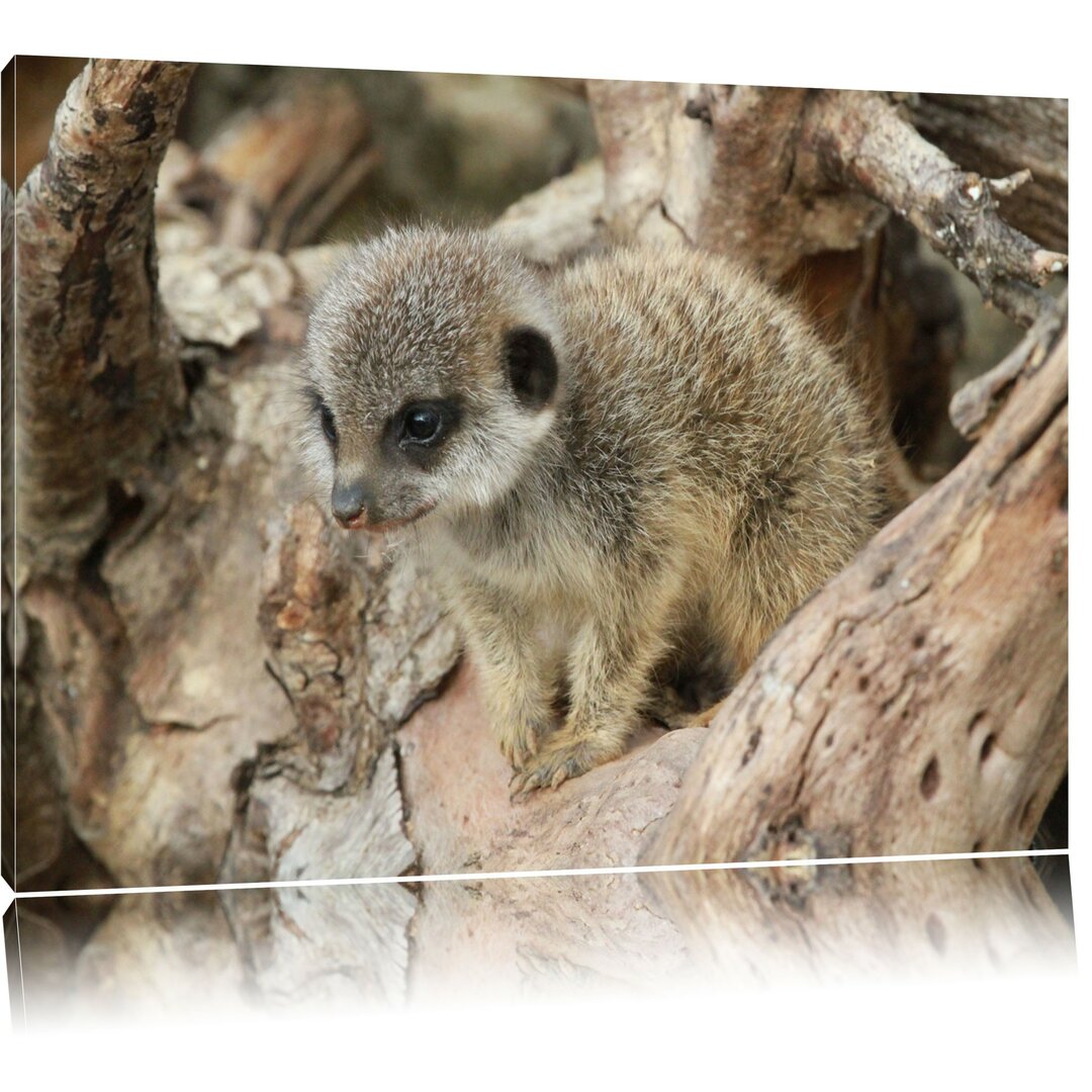 Leinwandbild Junges Erdmännchen auf Baum