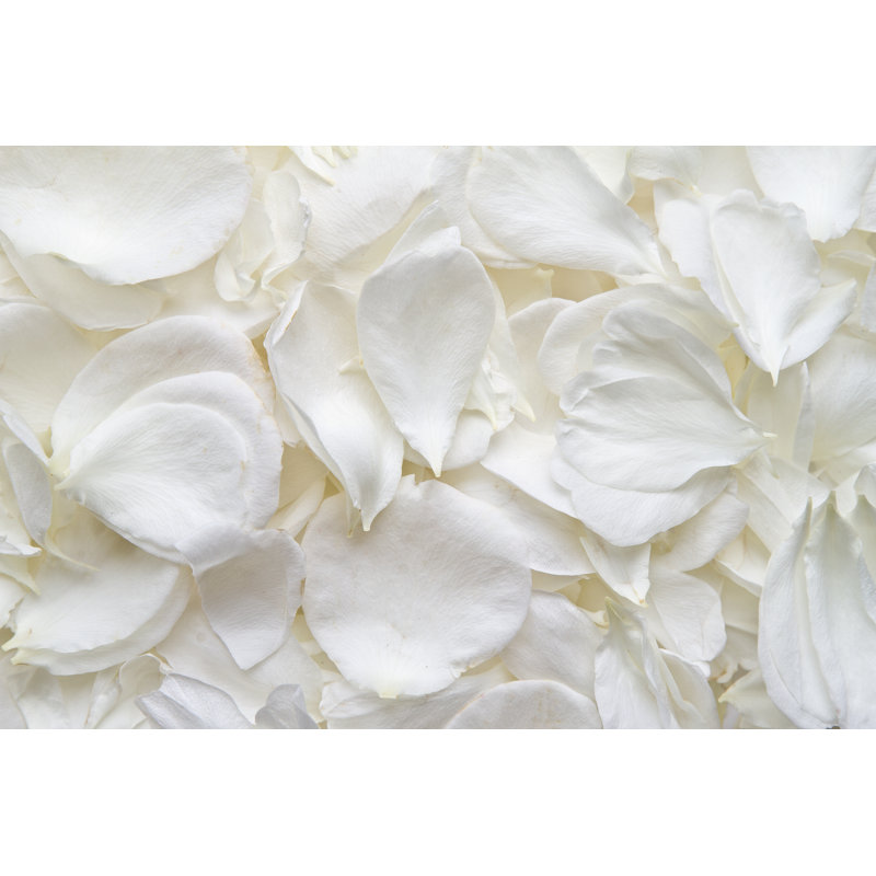 Photographie de pétales de roses blanches sur toile par Sagarmanis, H 8 po x l 12 po x P 1,25 po