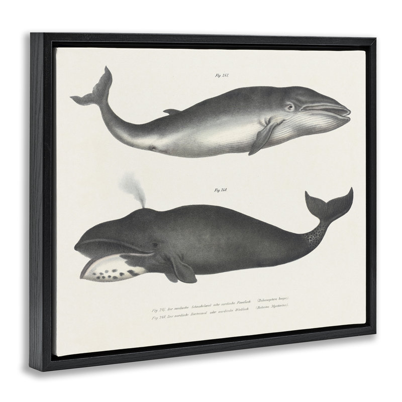 Cadre flottant rétro avec étude de baleines, conception par Phillipa Katz, H 25 po x l 31 po, Cadre flottant noir de jais