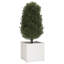 Alasiah Wood Planter Box-1696373210-1696373215