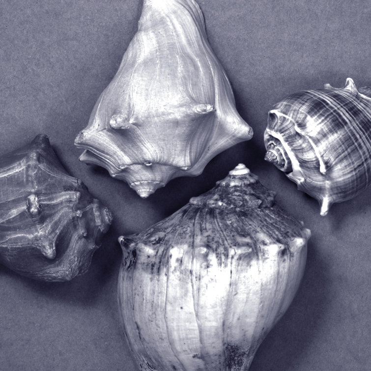 Shell Convergence V