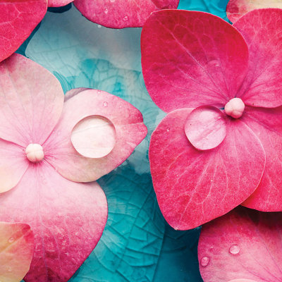 «Pink Flowers» par PhotoNC Studio - reproduction de photo sur toile tendue