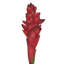 Tige de gingembre artificielle Real Touch-768138294