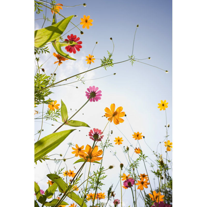 Beautiful Wild Flowers In A Meadow. by Enviromantic - No Frame Art Prints on Canvas, 76cm H x 51cm W