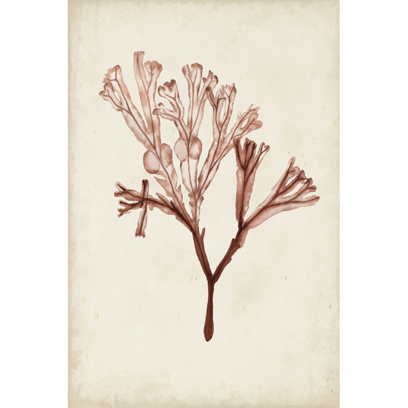 Seaweed Specimens V - Wrapped Canvas Print, 46cm H x 30cm W