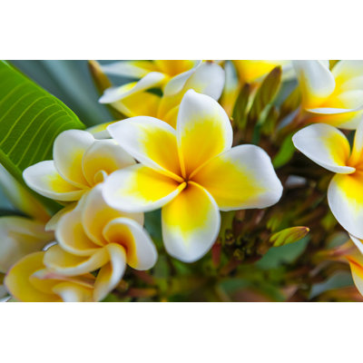 " Closeup Plumeria Flower " by Zazamaza