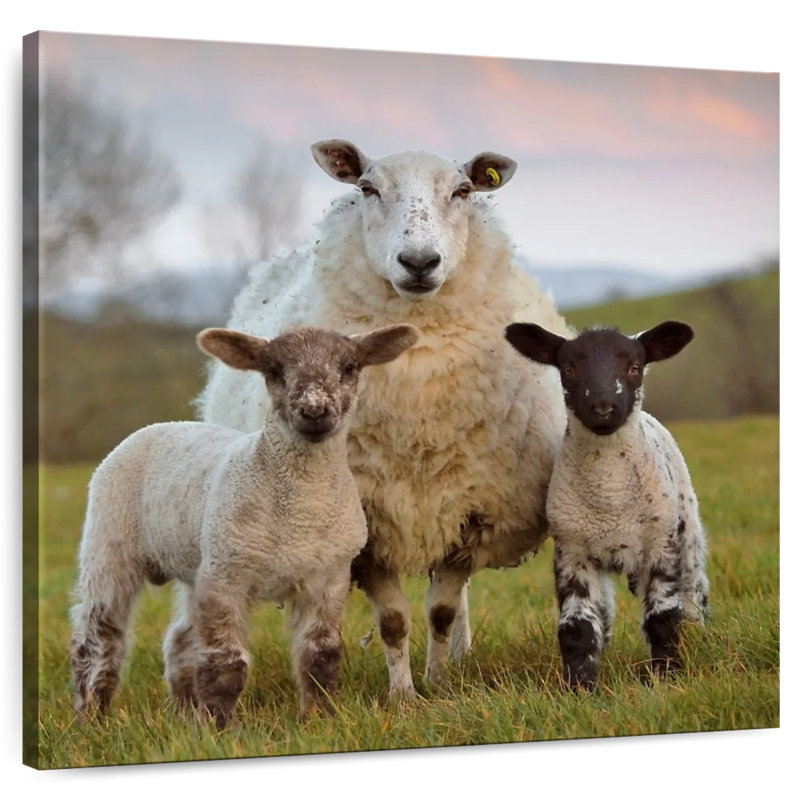 Brampt Markethill Sheep, 10" H x 10" W
