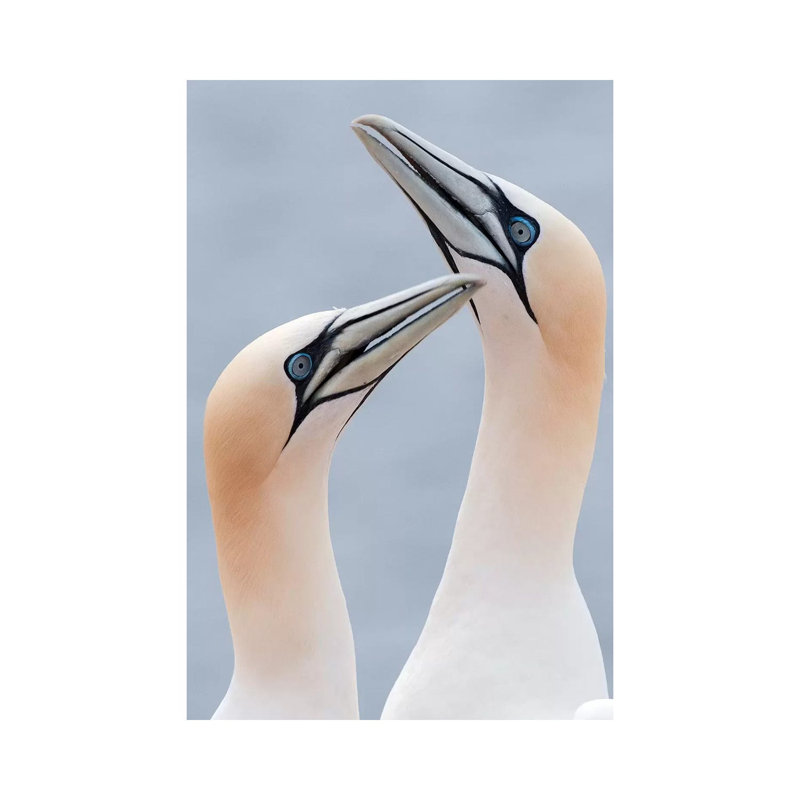 Northern Gannets Displaying, Helgoland, Germany 1 Piece Wrapped Canvas Wall Art, 101.6 cm H x 66.04 cm W x 3.175 cm D