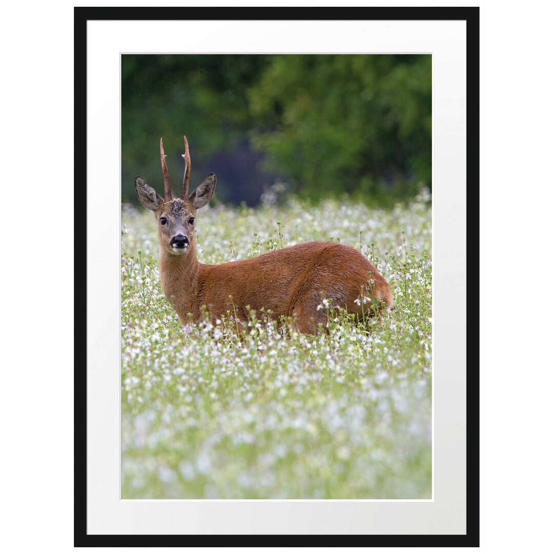 Gerahmtes Poster Junger Hirsch auf Wildwiese