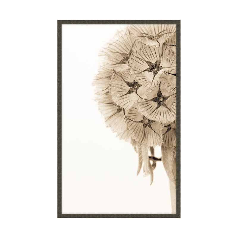 Dawning Bloom 2 Print by Studio L57 Affinity, 32.25" H x 20.25" W